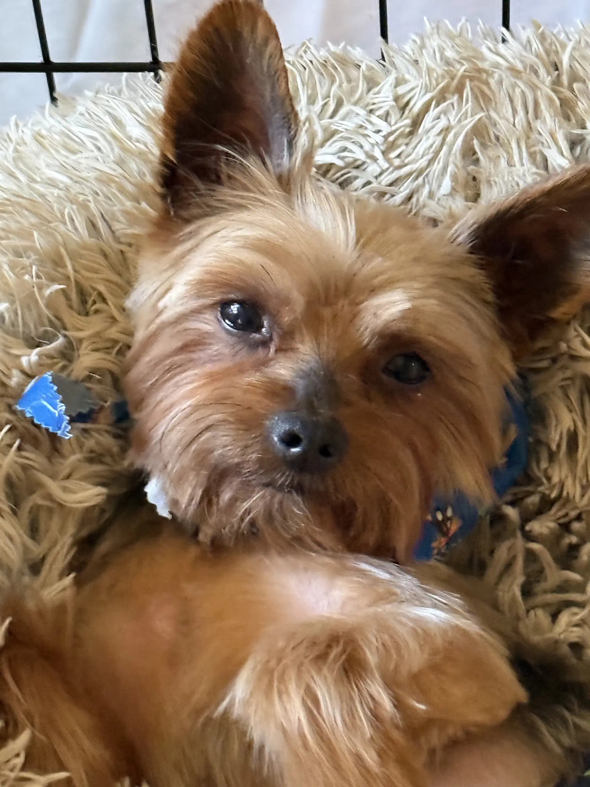 A Armani - Yorkshire Terrier Yorkie