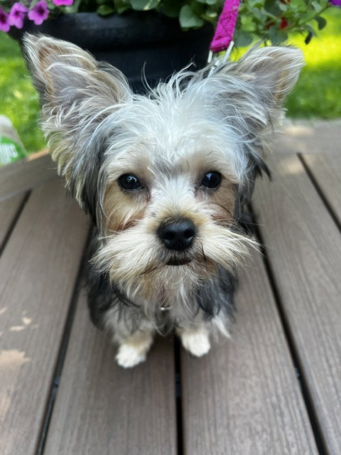 A Luci