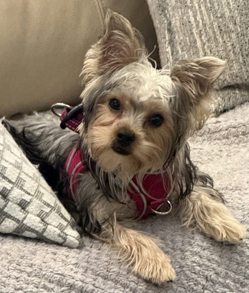 A Luci