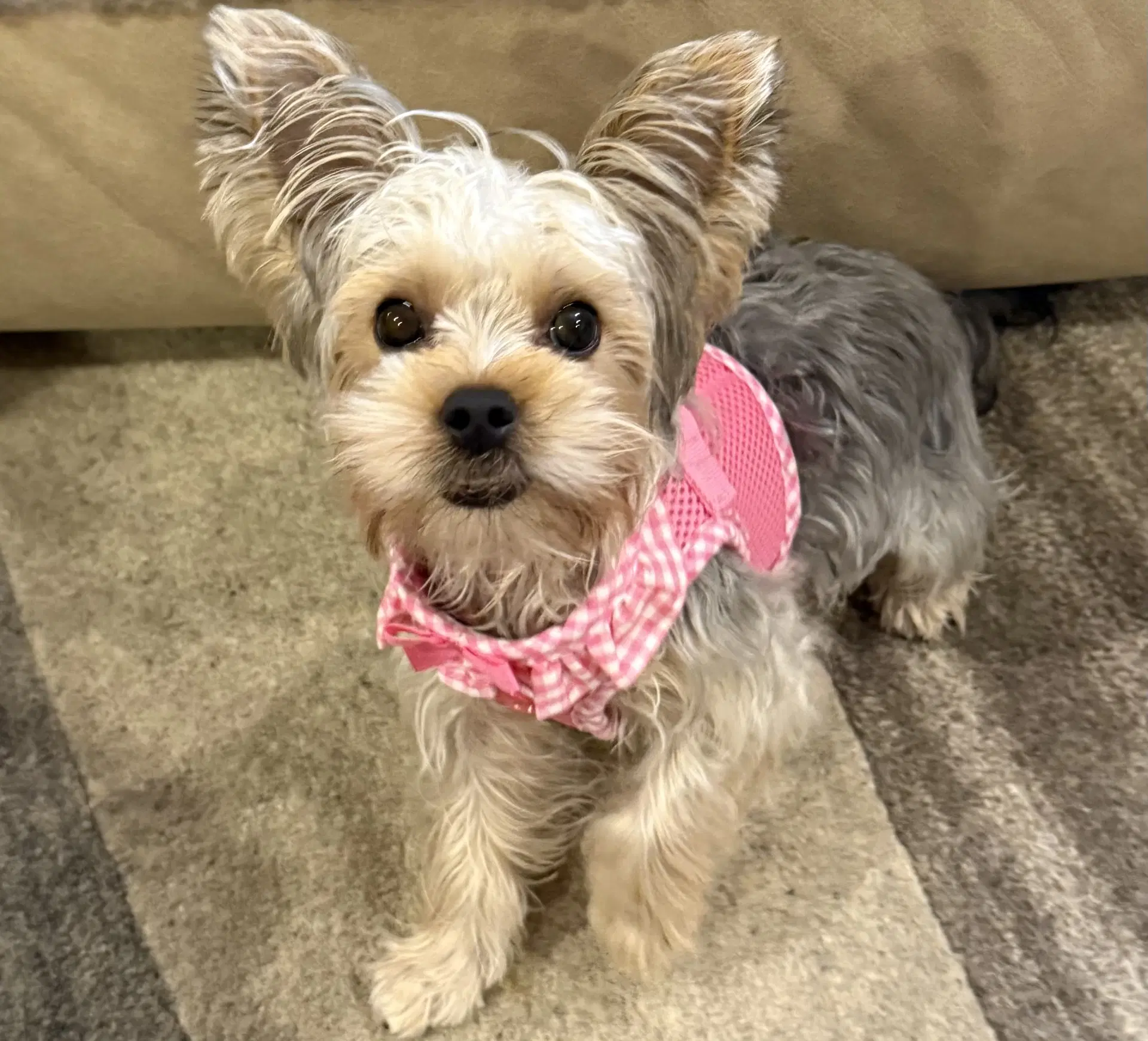 A Luci image 2