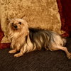 A Dixie