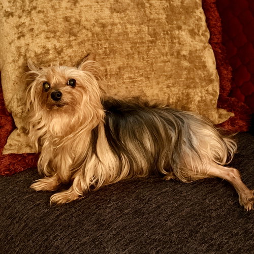 A Dixie photo 2
