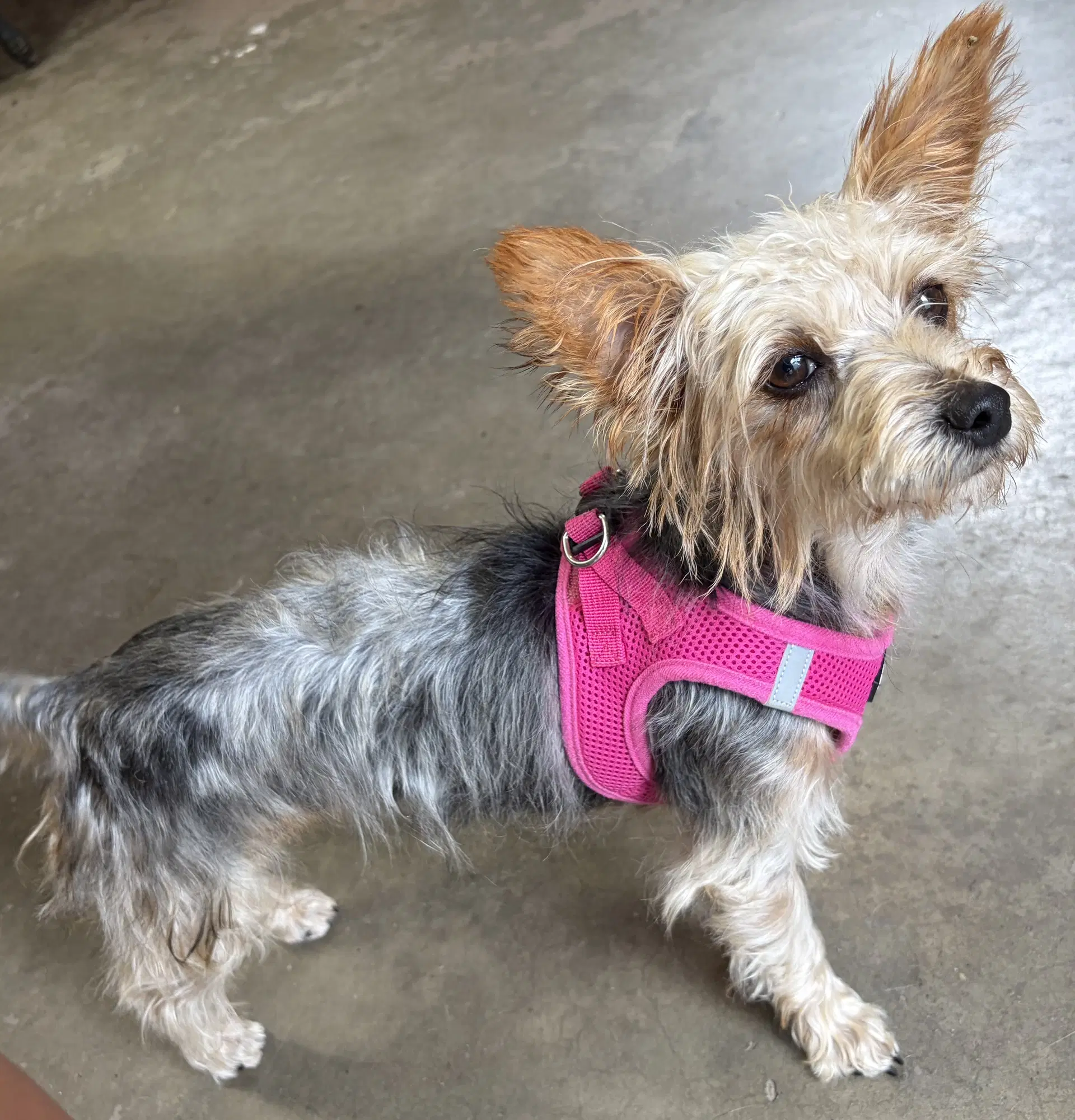 A Sabrina - Yorkshire Terrier Yorkie