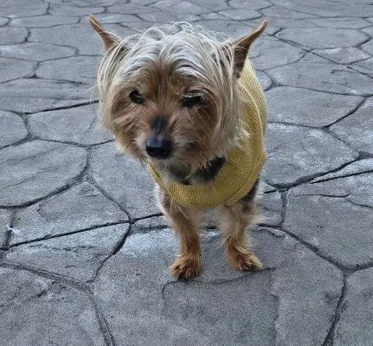 A Elliott - Yorkshire Terrier Yorkie