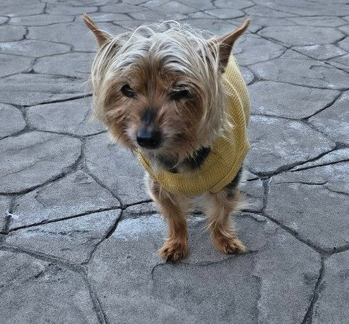 A Elliott, a dog for adoption from Save A Yorkie Rescue, Inc.