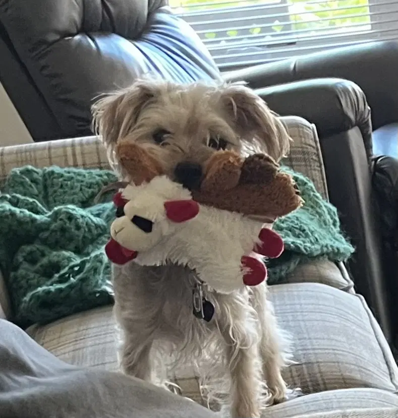 A Hot Coco - Yorkshire Terrier Yorkie