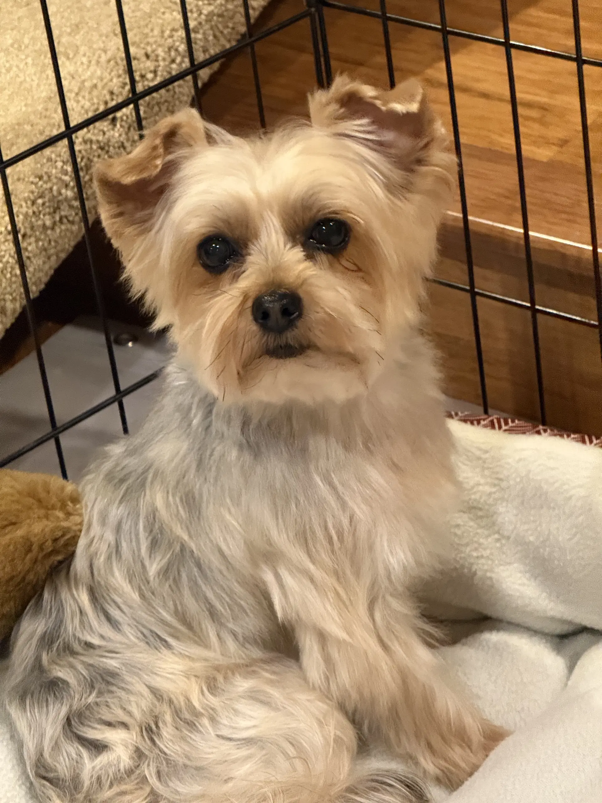 A Kalipso Aka Kalli - Yorkshire Terrier Yorkie