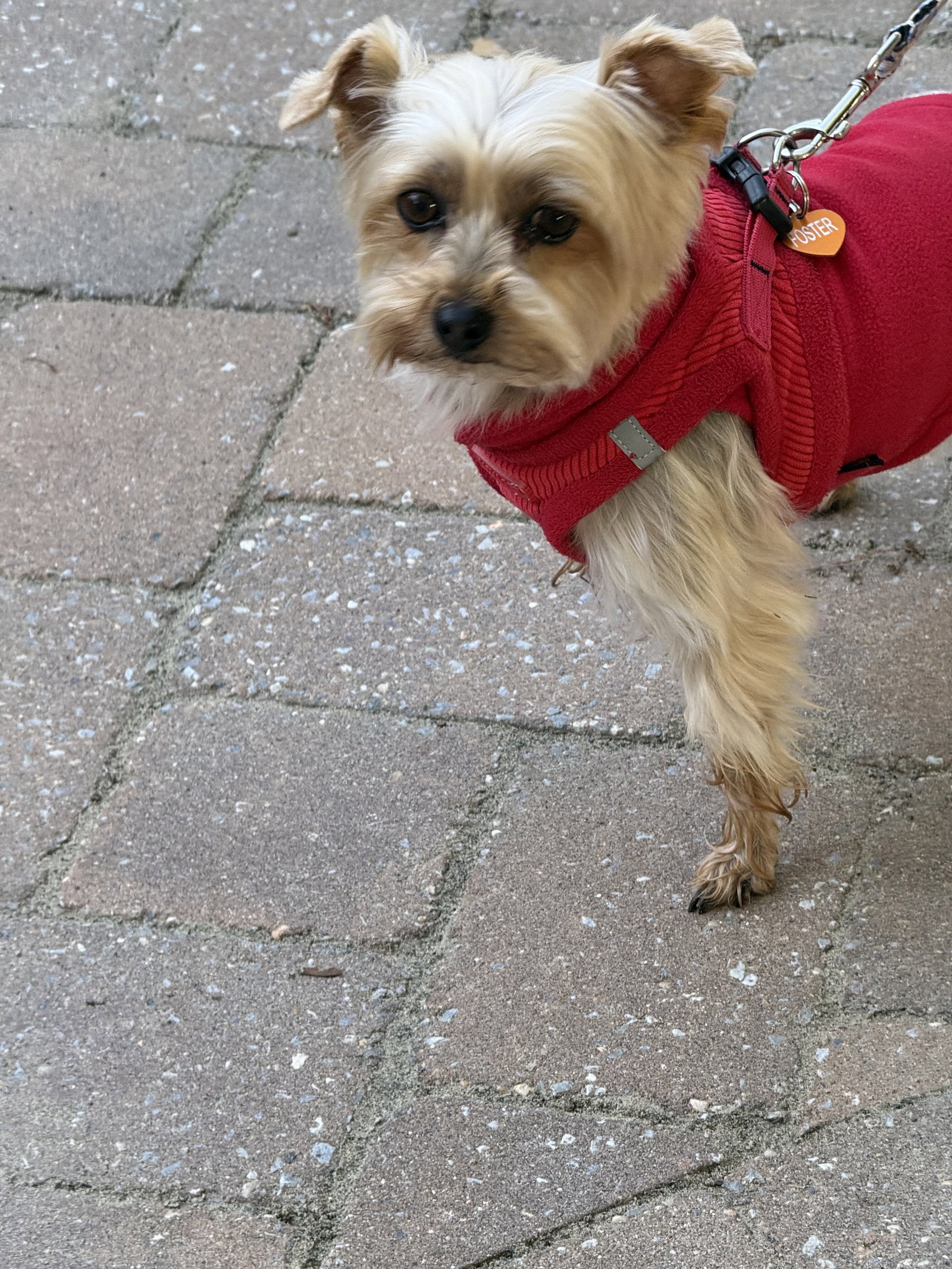 A Kalipso (AKA Kalli), photo 4