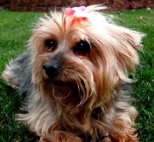Phoebe