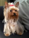 Pixie