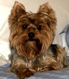 Alexander the Great