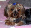 Smokey