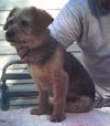 Terry the Blind Yorkie