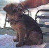Terry the Blind Yorkie