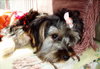 Miah