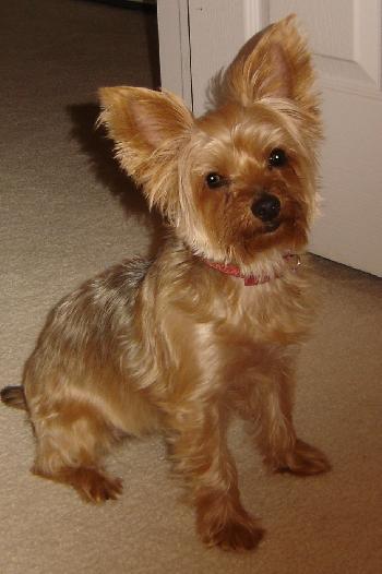 Gracie