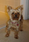Gracie