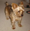 Gracie