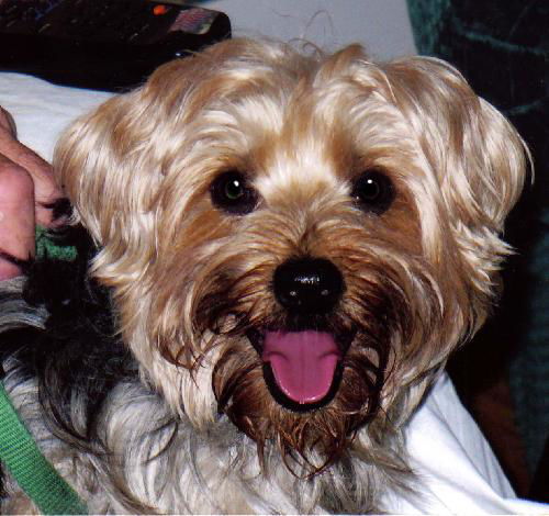 Mr. Muffin -  Courtesy Post