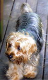 Mr. Muffin -  Courtesy Post