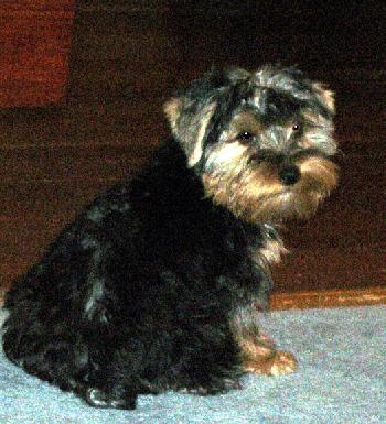 Little Sam