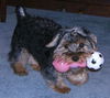 Little Sam