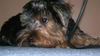Little Sam