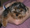 Little Sam