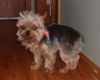 Sammy