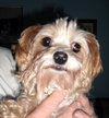 Penny Honey
