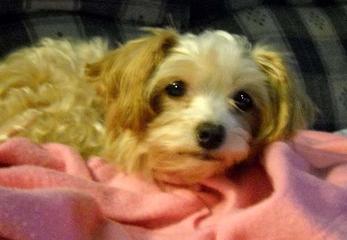 Penny Honey