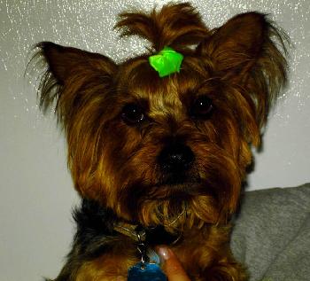 Tiki