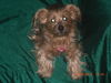 Gidget Girl