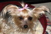 Tinkerbelle