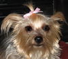 Tinkerbelle