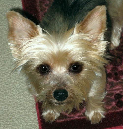 Tinkerbelle