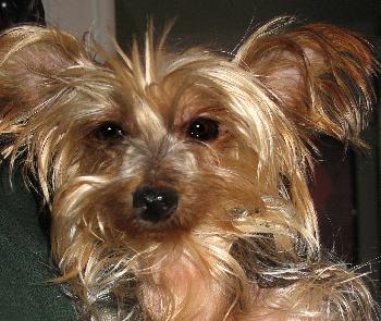 Izzy