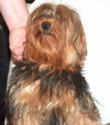 Livvy