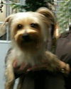 Jingles