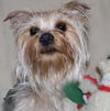 Jingles