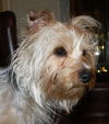 Jingles
