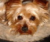 Cooper