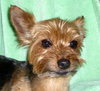 Sweet Shiloh