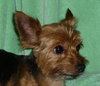 Sweet Shiloh