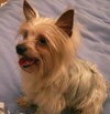 Dodger