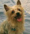 Dodger
