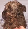 Ripley