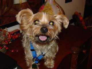 Skippy