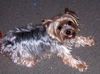 Spencer