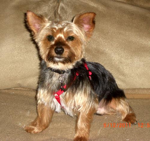 1 year hot sale old yorkie